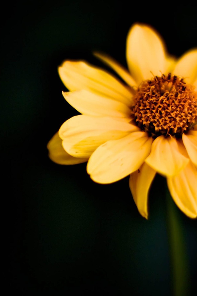 Японский цветок