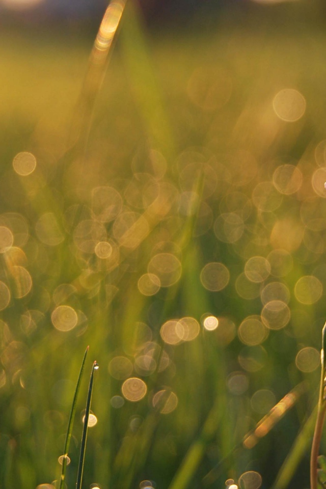 Одинокий цветочек