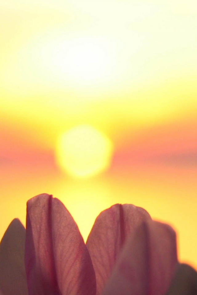 Лепестки на фоне солнца
