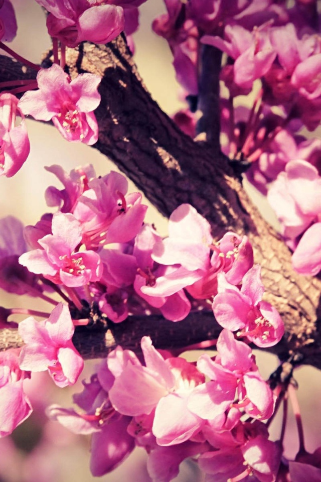 Розовый расцвет