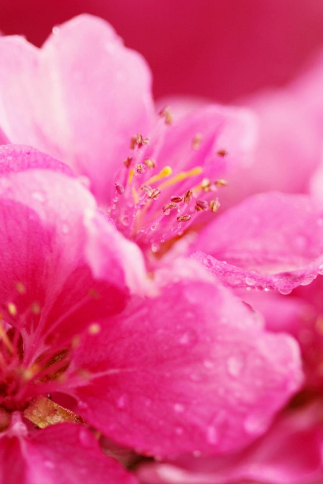 Весенние розовые цветы