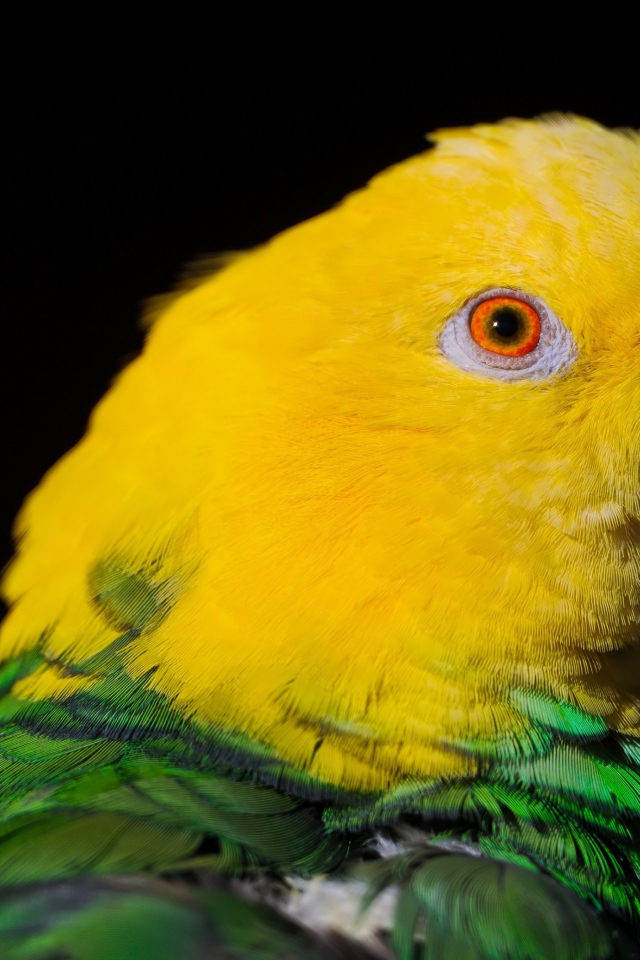 Двухцветный попугай