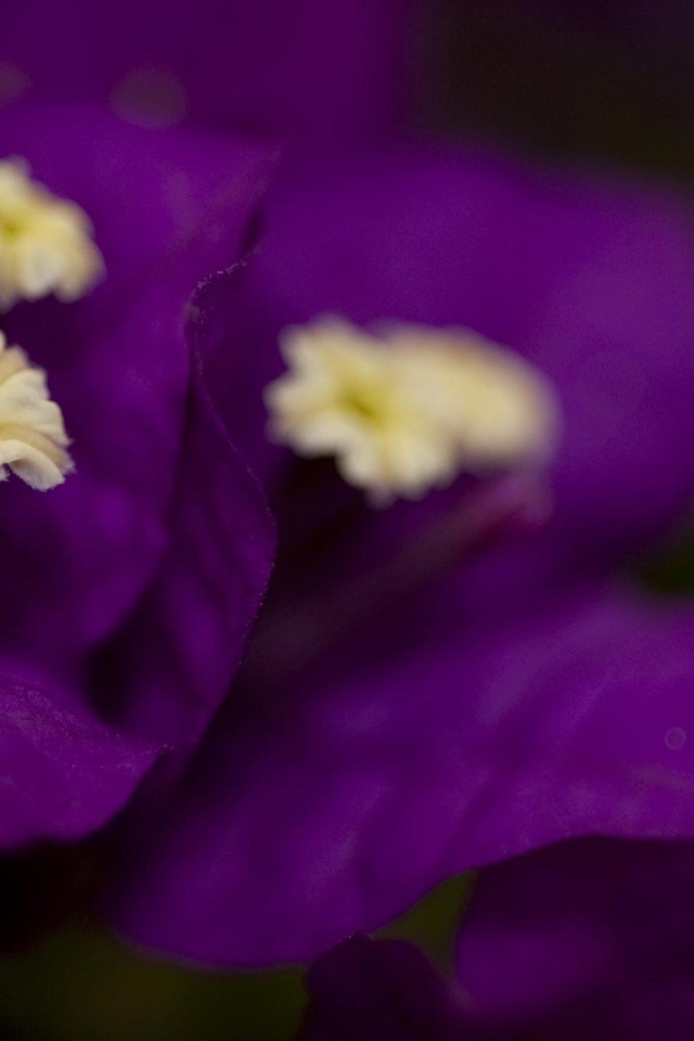 Фиолетовые цветочки