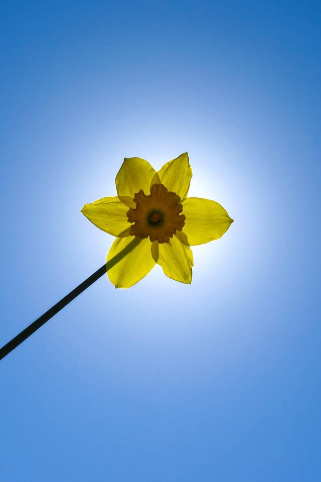 Желтый цветок на фоне неба