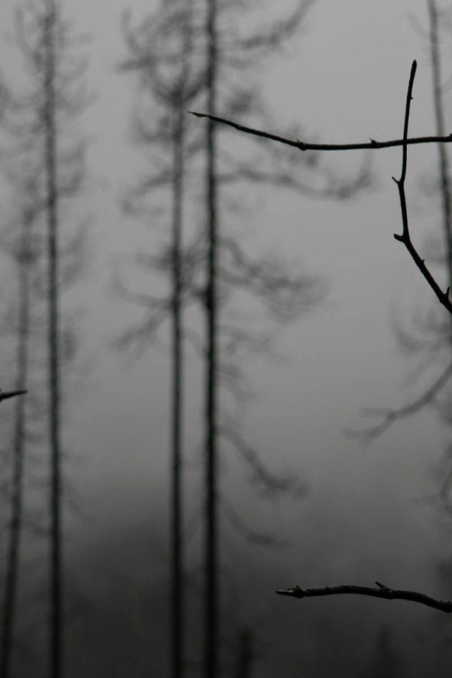 Ветки деревьев зимой