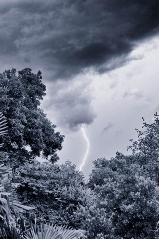 Молния в лесу