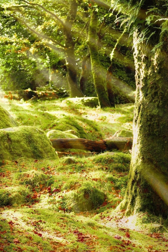 Солнечные лучи в лесу