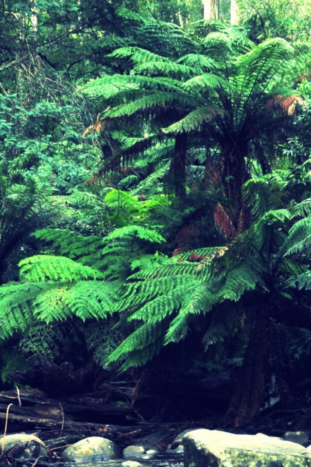 Лес в тропиках