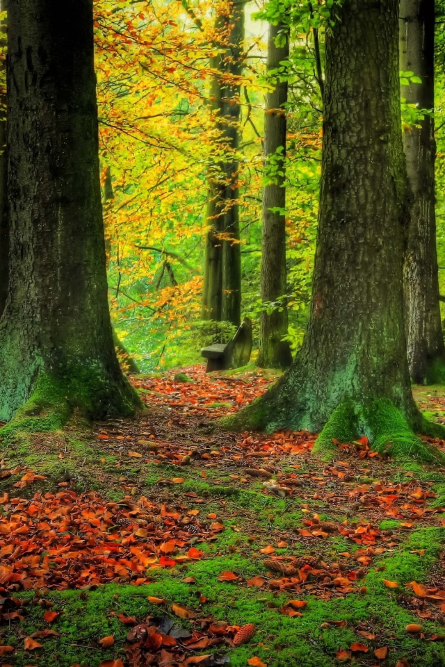 Стволы деревьев