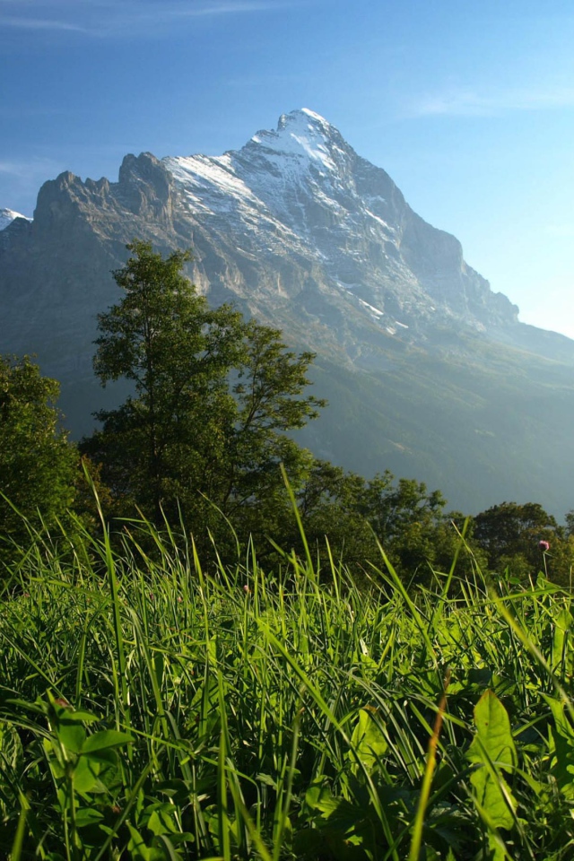 Горы и деревья