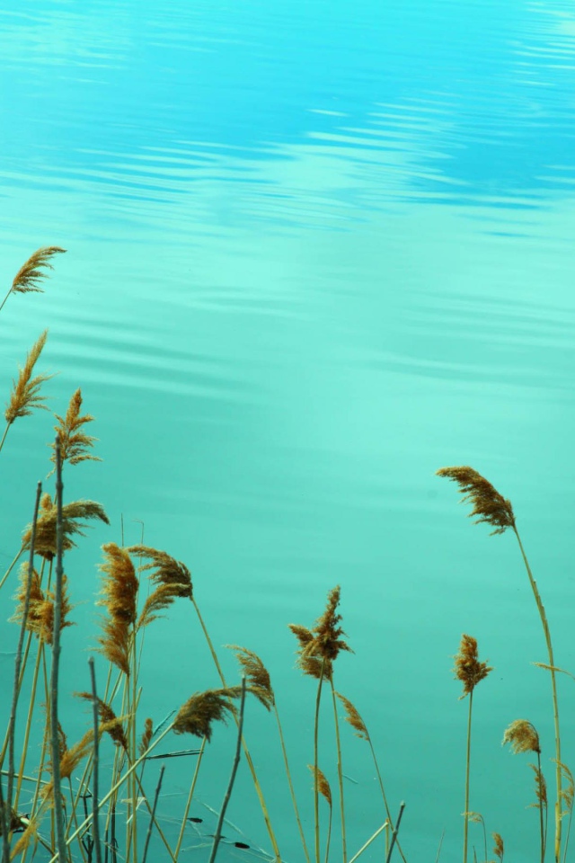 Растения у воды