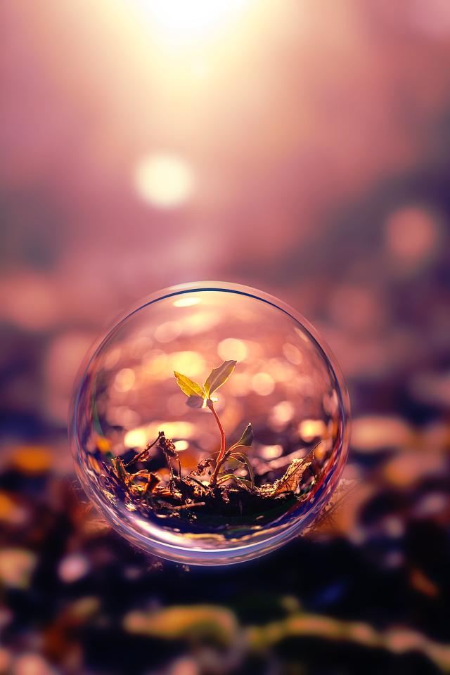 Росток под стеклом