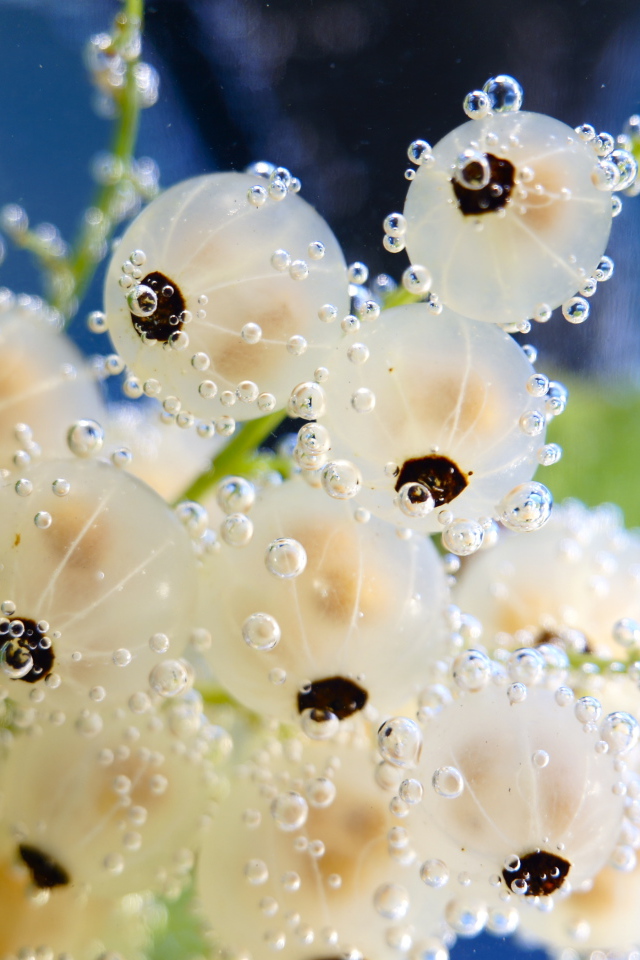 Белая смородина