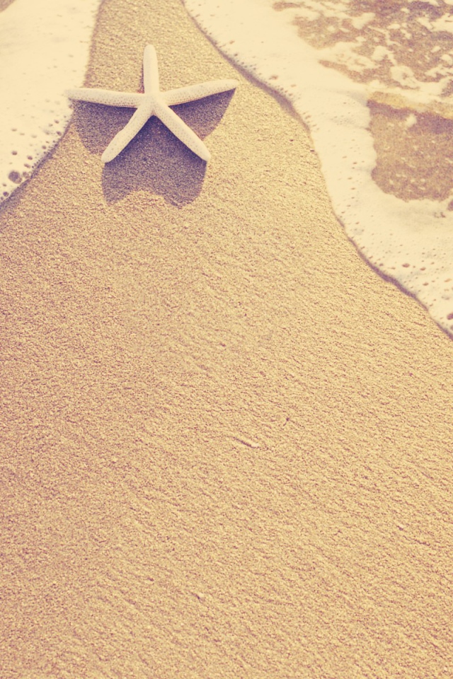 Морская звезда на пляже