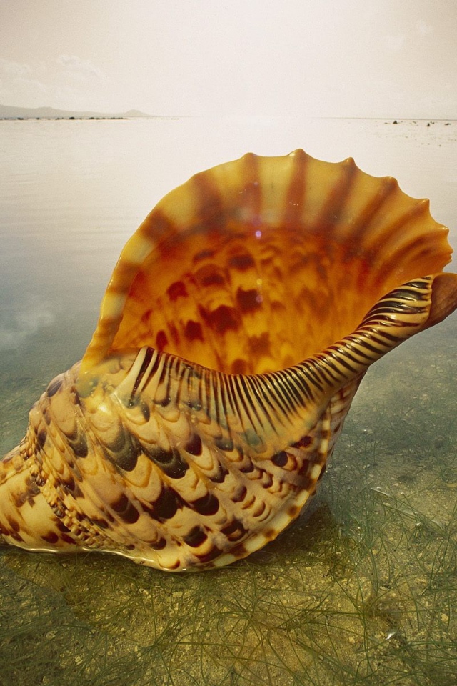 Морская ракушка на песке