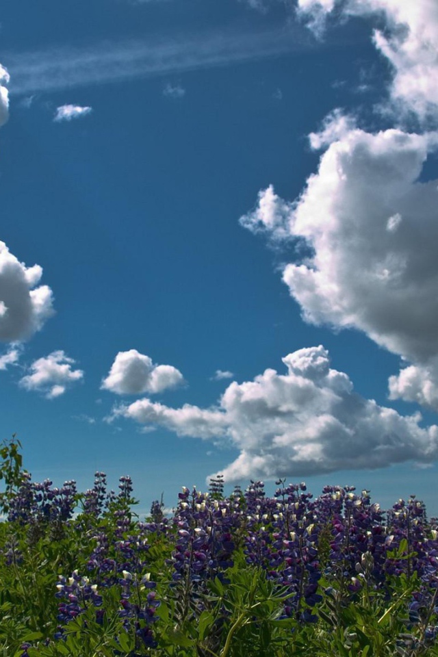 Плывущие над лесом облака