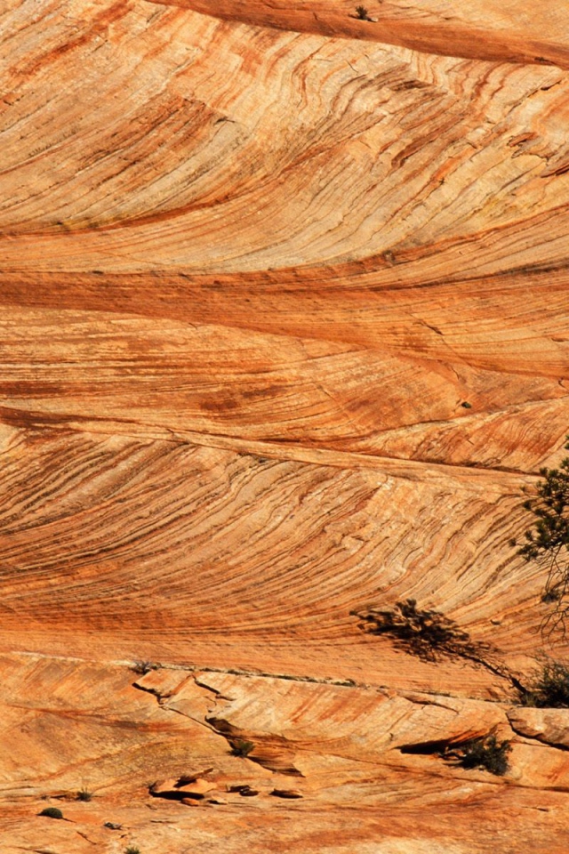 Одинокая сосна в пустыне