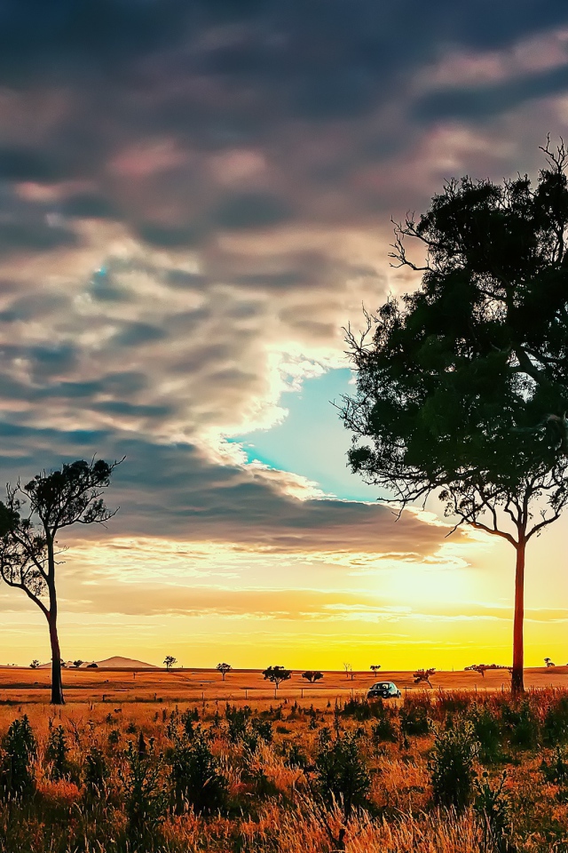 Деревья в африканской саванне