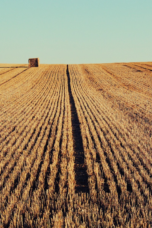 Осень скошенное поле