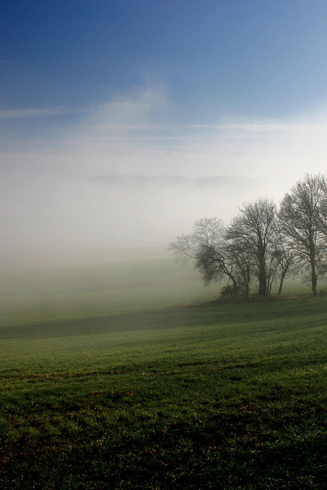 Туманное утро на поле
