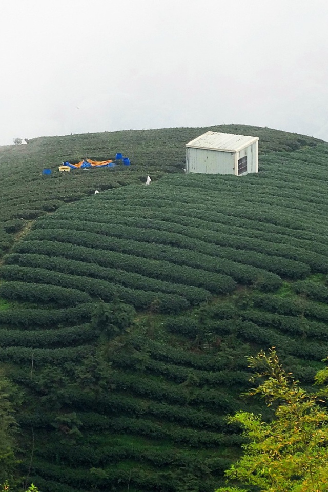 Горные плантации