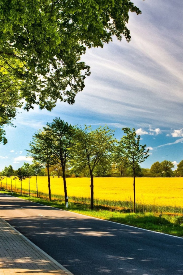 Старые и молодые деревья