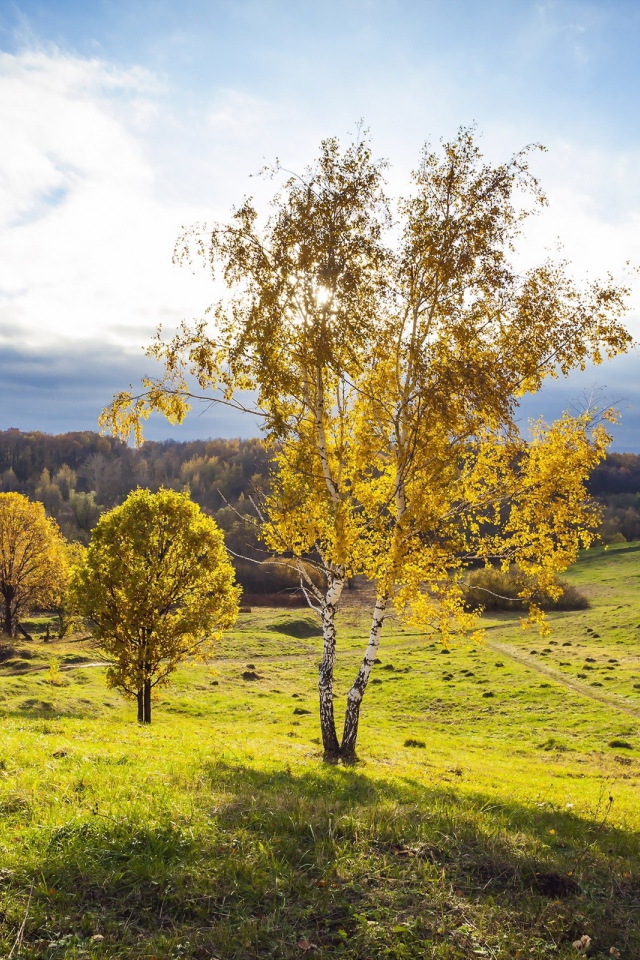 Русская береза на поле