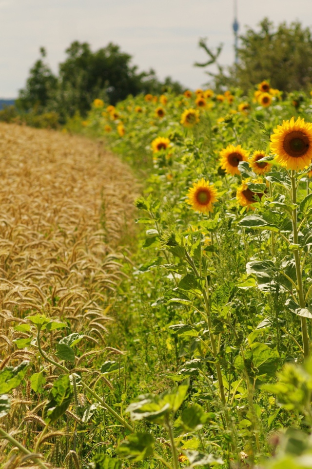 Подсолнечник и пшеница