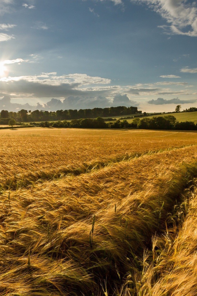 Восход солнца над полем