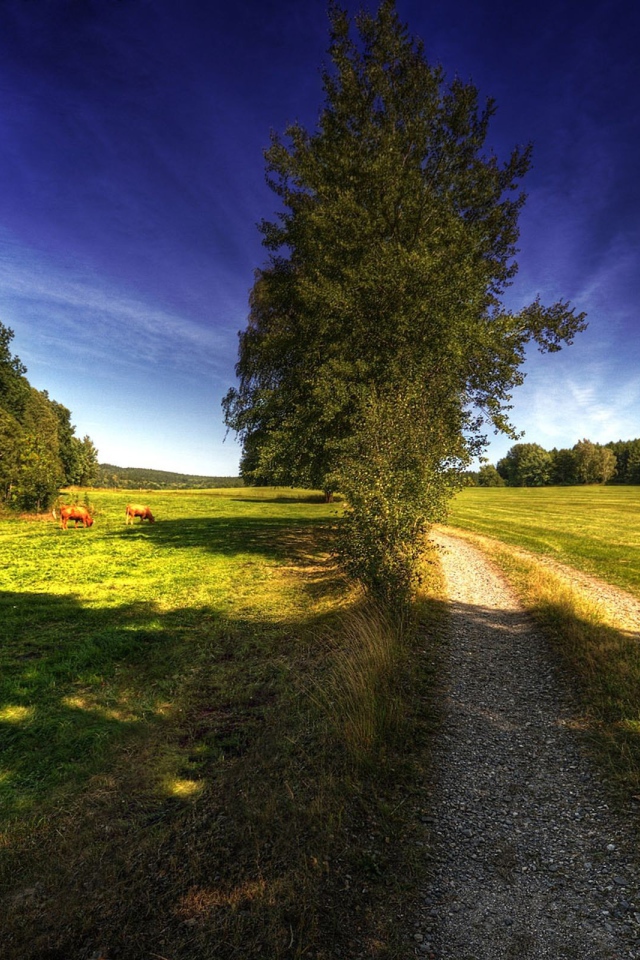 Дорога на поле