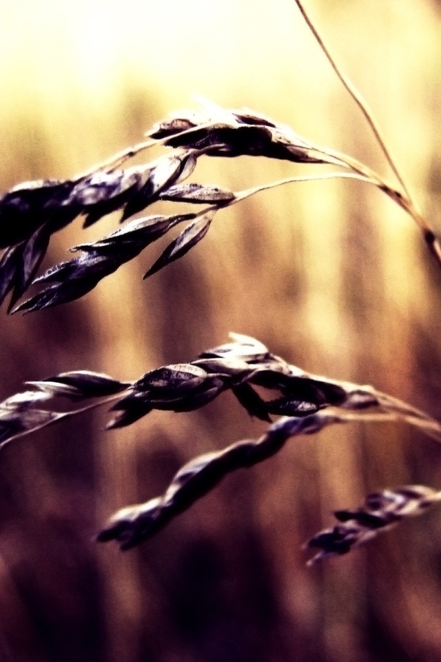 Колосок пшеницы