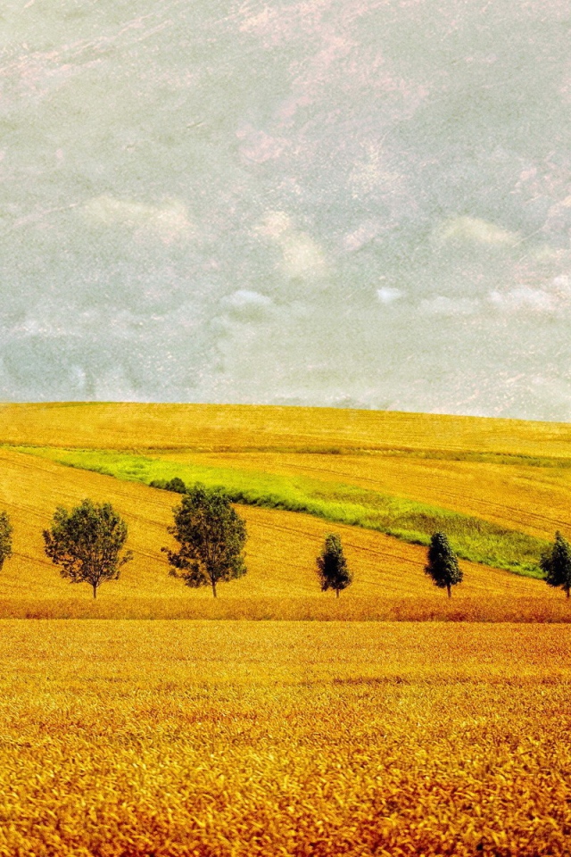 Желтое поле