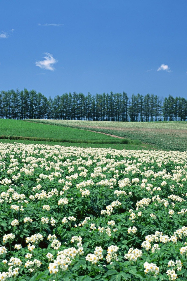 Японские цветущие поля