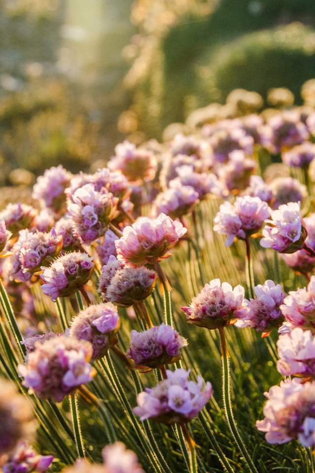 Море цветов