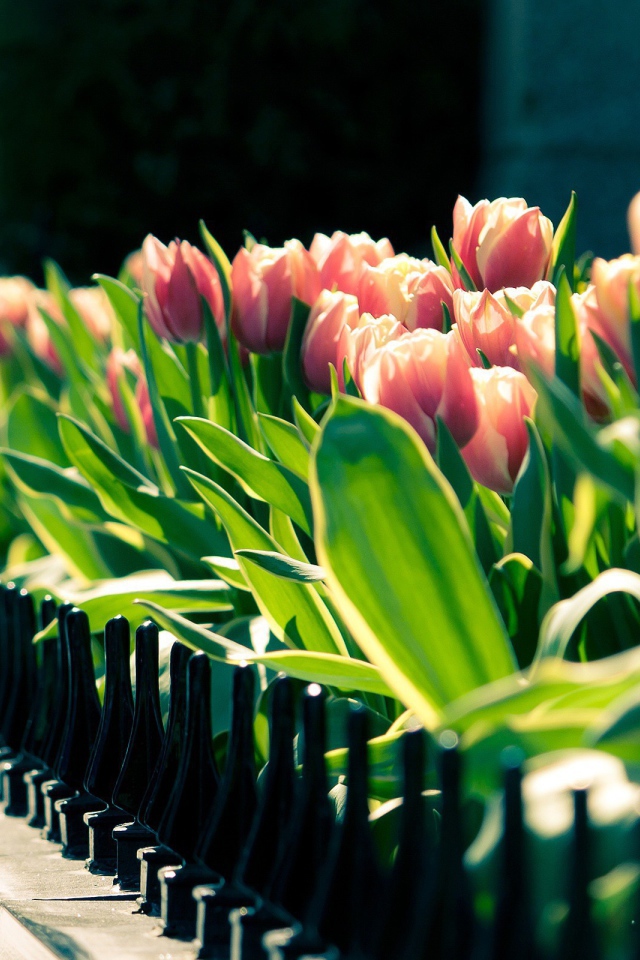 Клумба тюльпанов