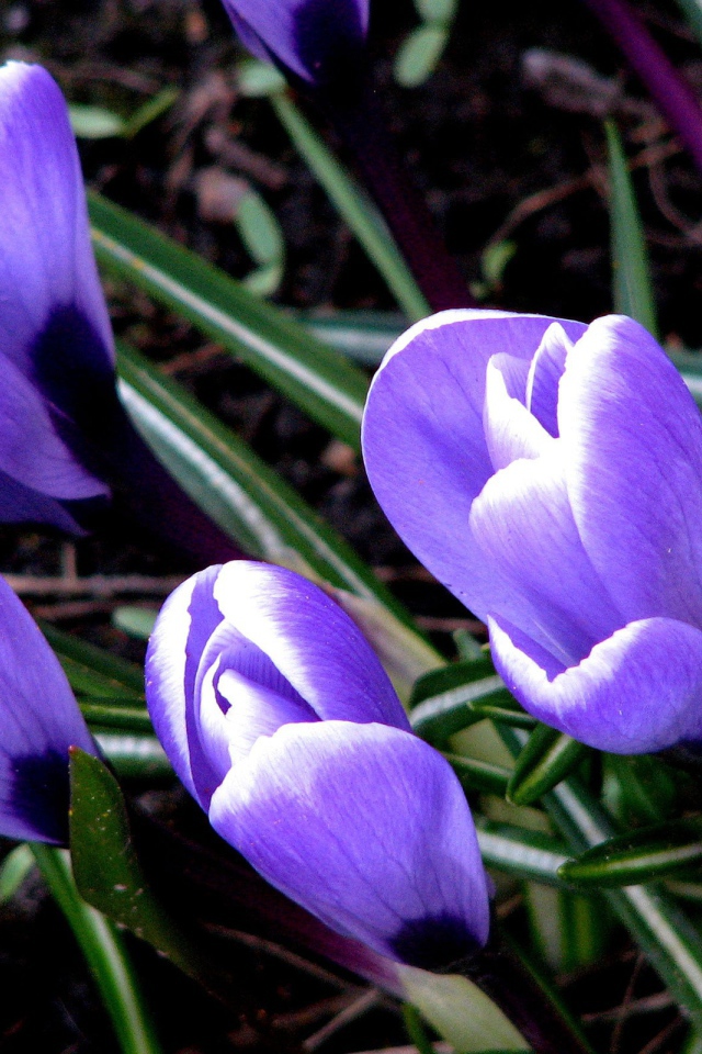 Цветут Крокусы