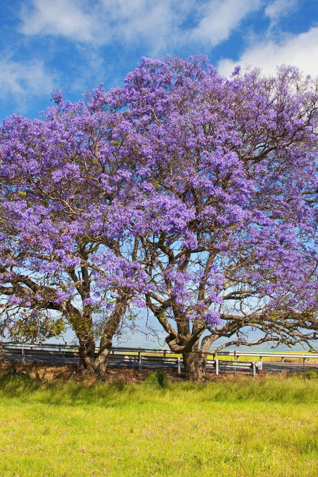 Цветет дерево жакаранда