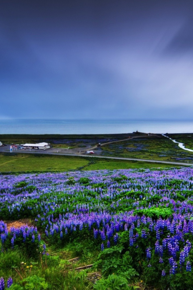 Цветет люпин