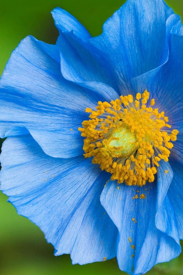 Синий цветок с пыльцой