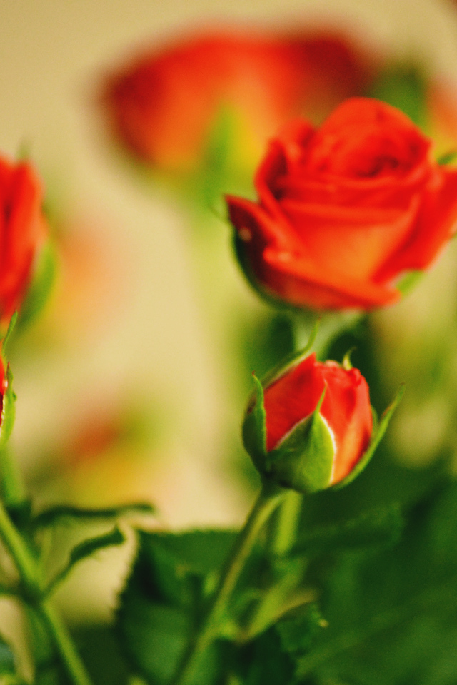 Букет роз с бутоном и листьями