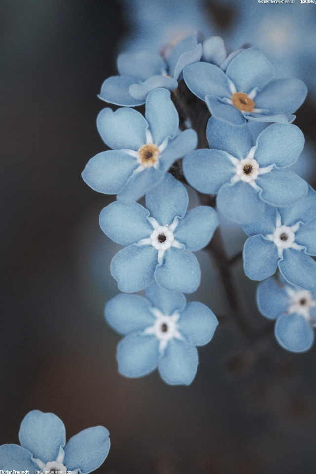 Веточка голубых цветов