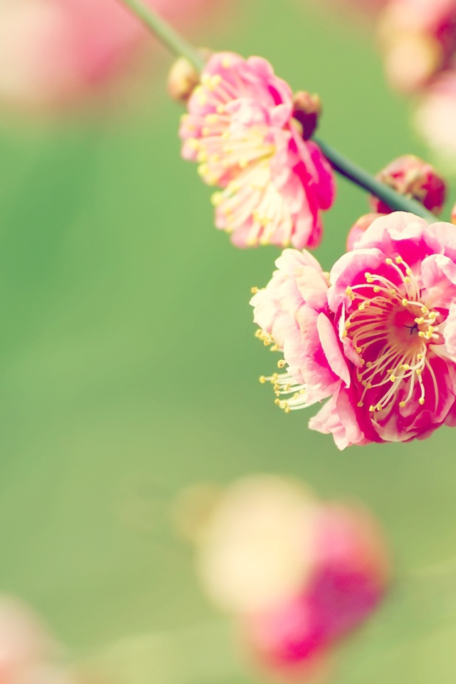 Веточка розовых цветов