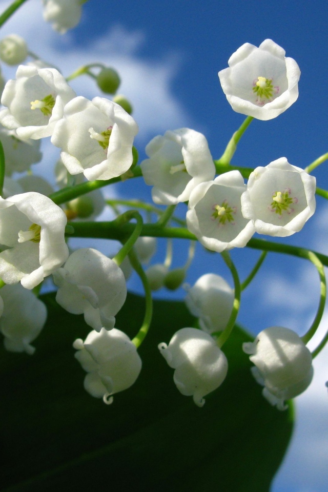 Веточка белых лилий