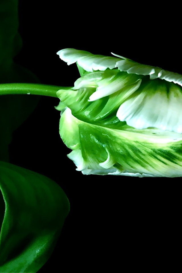 Бутон тюльпана на стебле