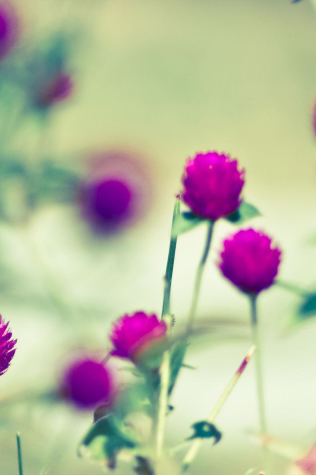 Бабочка на сиреневом цветке