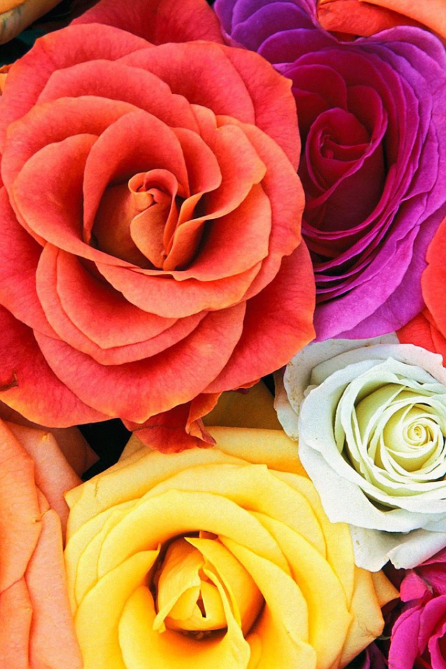 Разноцветные розы