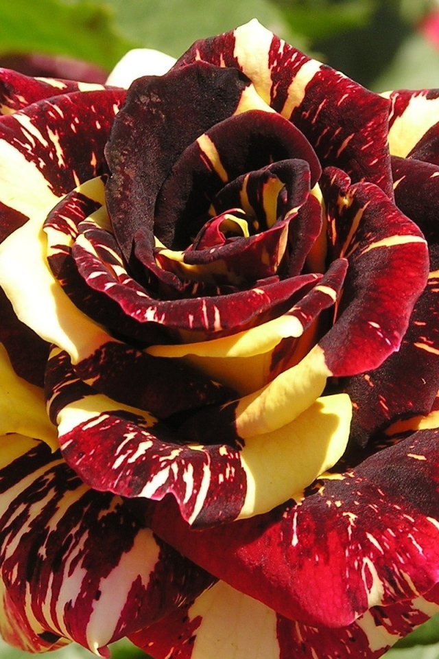 Разноцветная роза