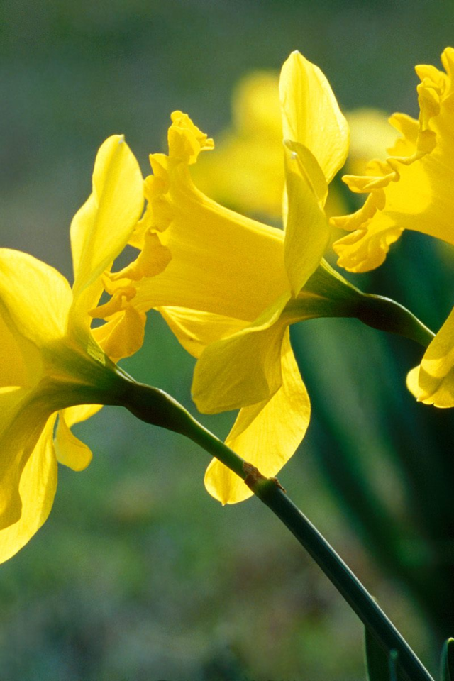 Нарциссы, цветы