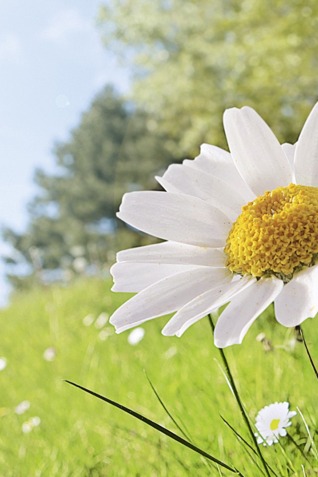 Полевая ромашка