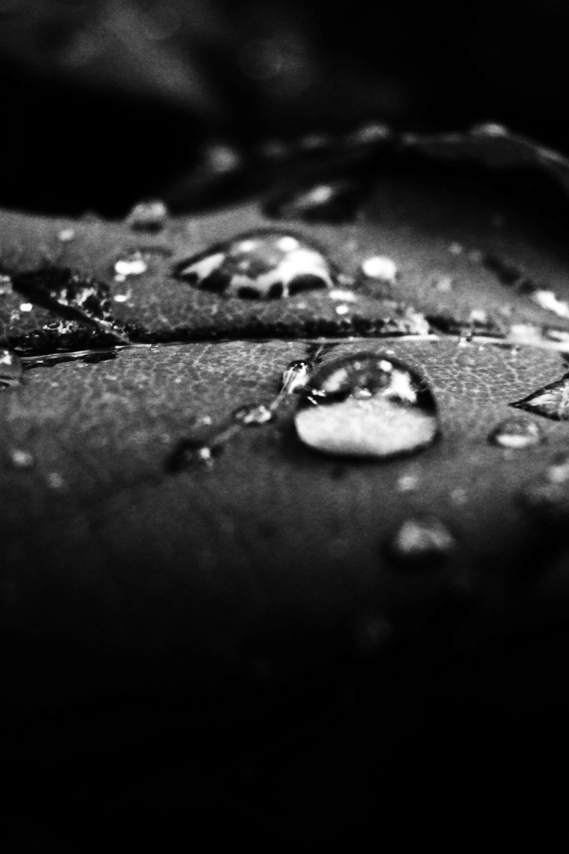 Роса на лепестке